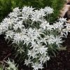 Euroopanalppitähti 'Edelweiss'