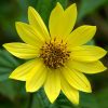 Jaloauringonkukka 'Lemon Queen'