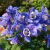 Japaninakileija 'Ministar'
