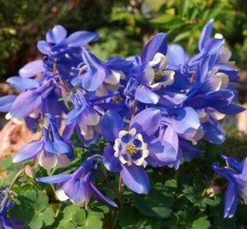 Japaninakileija 'Ministar'