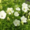 Karpaattienkello 'Weisse Clips'