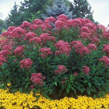 Purppurapunalatva