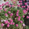 Tarhalaukkaneilikka 'Splendens'