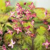 Tarhavarjohiippa 'Pink Champagne'-0