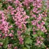 Valkohaltiankukka 'Bridget Bloom'
