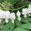 Valkoinen Särkynytsydän 'Alba'