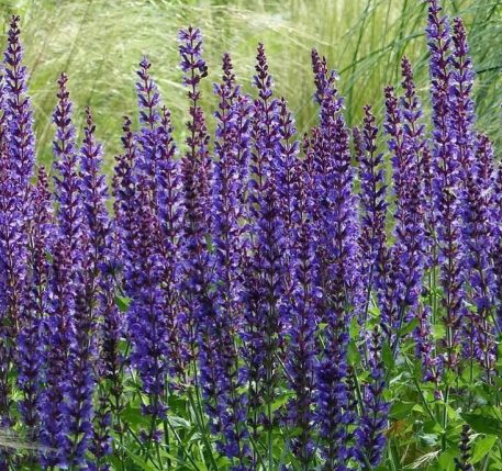 Lehtosalvia 'Mainacht'-0